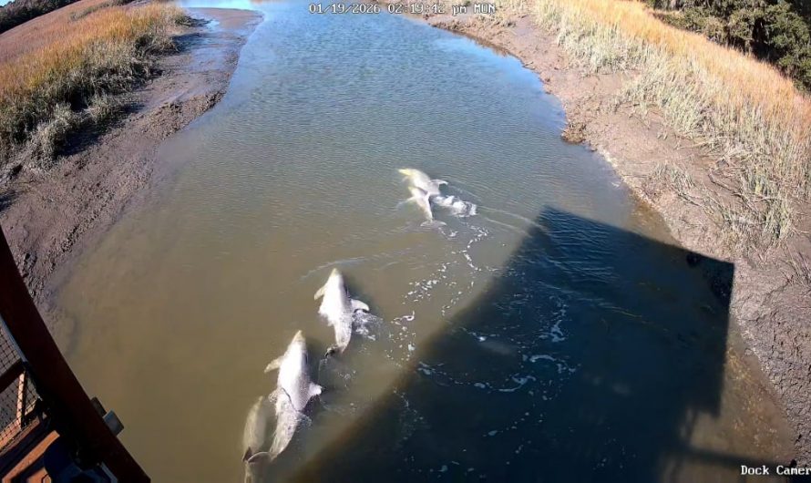 Pod of Dolphin Turn on Their Side to Navigate Inches Deep Channel