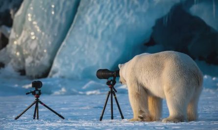 Polar Bear As Nature Photographer (Photo: Rpie Galitz)