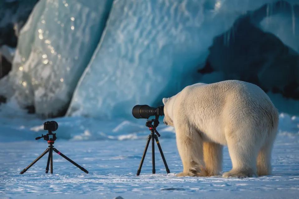 Polar Bear As Nature Photographer (Photo: Rpie Galitz)