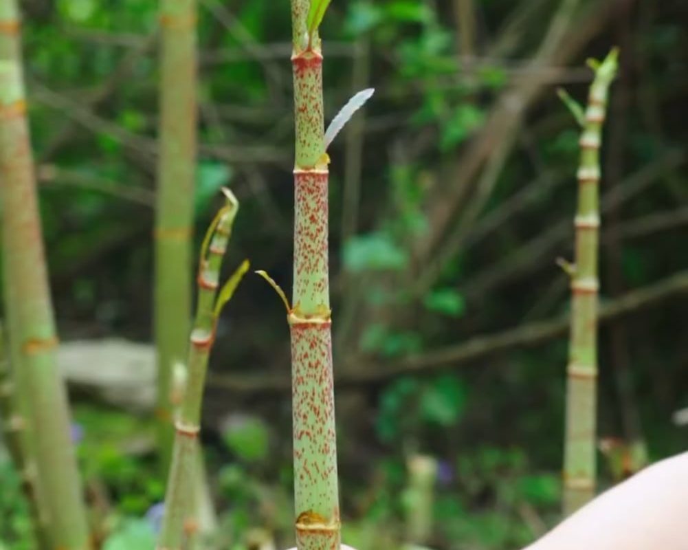 Pop goes the knotweed