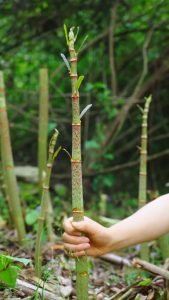 Pop goes the knotweed