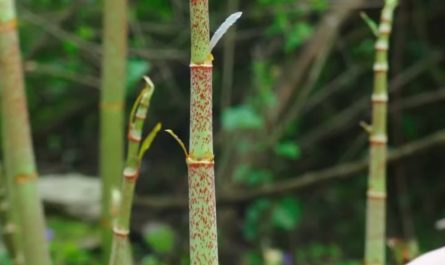 Pop goes the knotweed