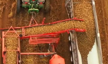 Potato harvest in action