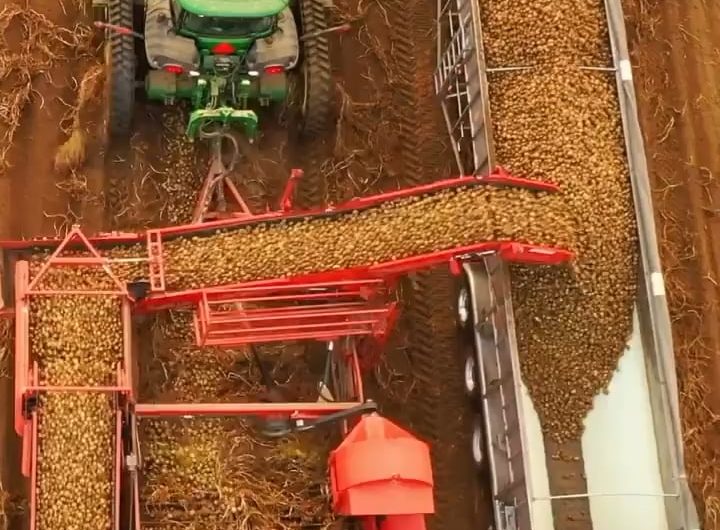 Potato harvest in action