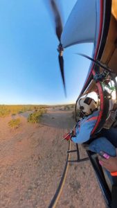 Ranches capturing critters for artificial insemination.