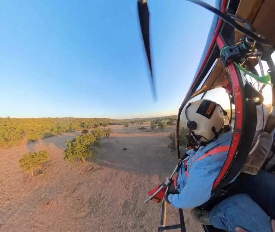 Ranches capturing critters for artificial insemination.
