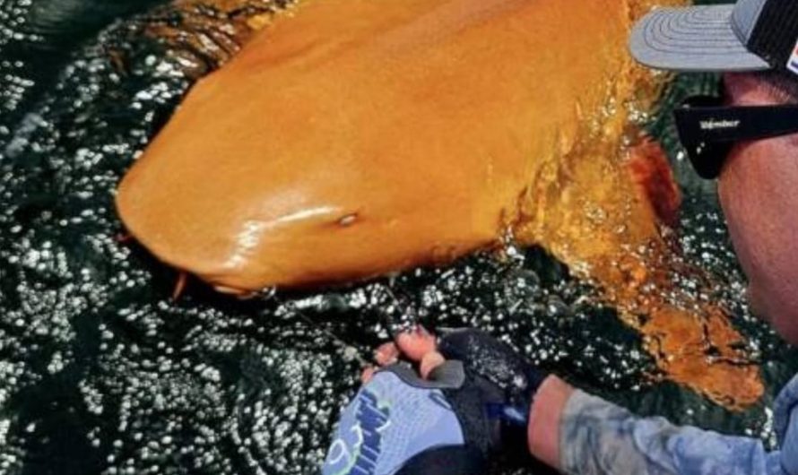 Rare Orange Shark With White Eyes Spotted Off The Coast Of Costa Rica