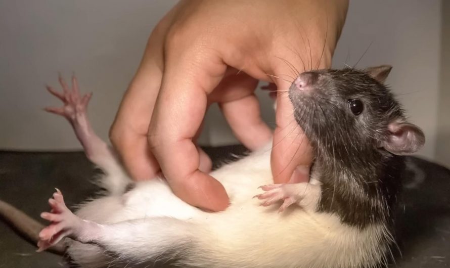 Rats giggle with joy when you tickle them gently. The sounds are ultrasonic and you need special gear to hear them, but once you do, it’s pure happiness.