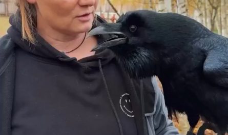 Raven mimicking Russian is terrifyingly interesting