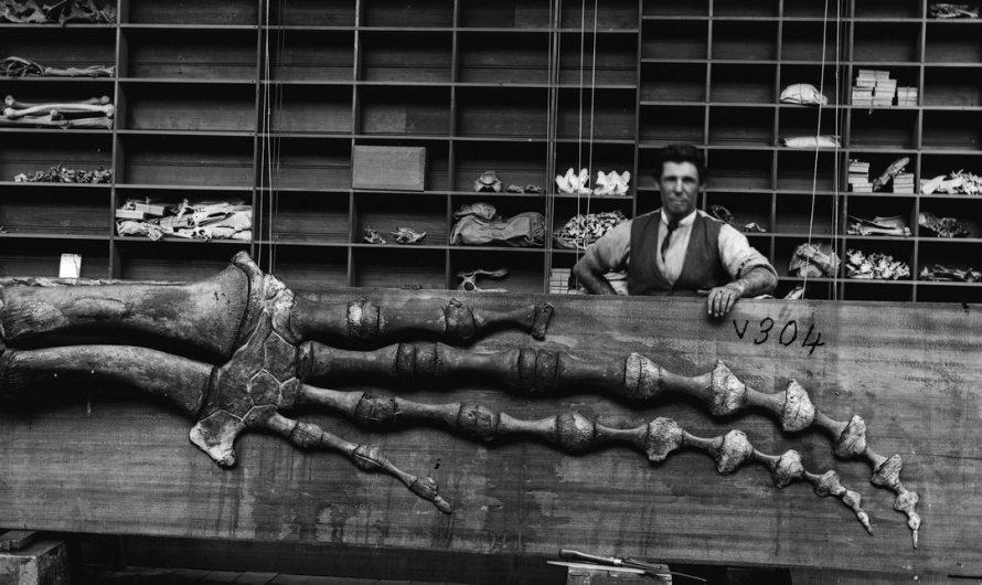 Robert Barnes, posing with the giantic flipper of a sperm whale, circa 1890s. Glass negative