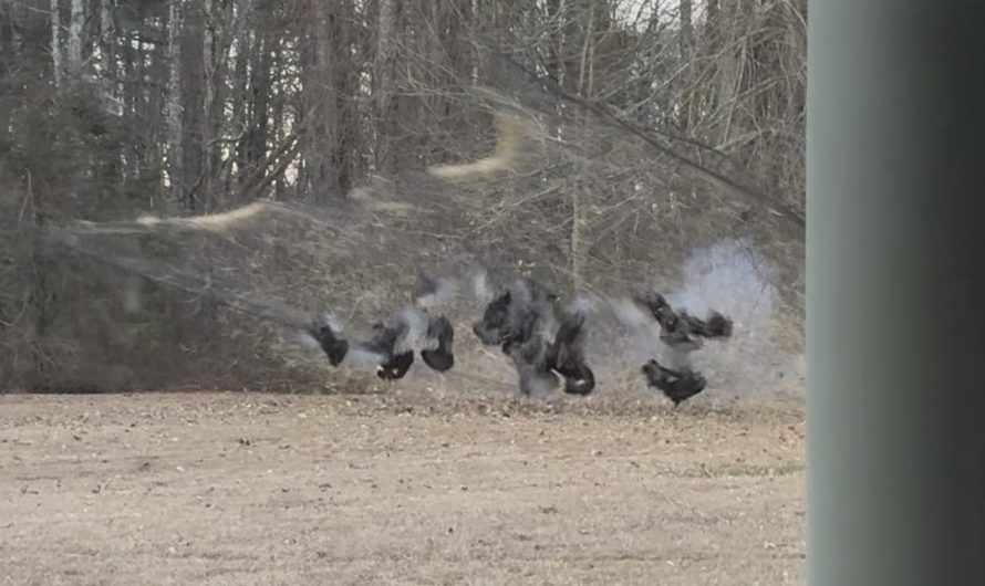 Rocket-net used to capture wild turkey for research. No birds were harmed, and were released safely.