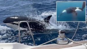 Rogue orcas that attack boats have their own language, study finds; the discovery is so unexpected that it has been likened to “suddenly finding a new human language in the middle of Europe.”