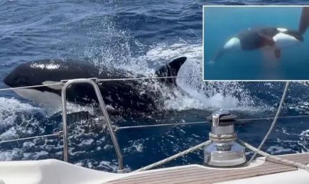 Rogue orcas that attack boats have their own language, study finds; the discovery is so unexpected that it has been likened to “suddenly finding a new human language in the middle of Europe.”