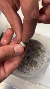 Rubbing the eggs to stimulates hatching of madrean alligator lizards