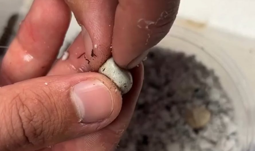 Rubbing the eggs to stimulates hatching of madrean alligator lizards