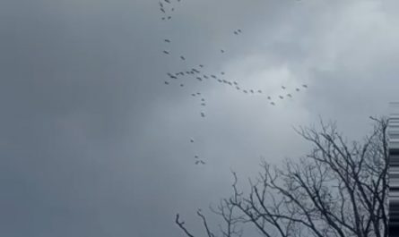 Sandhill Crane migration over Georgia, USA last year.