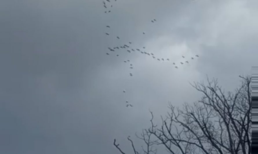 Sandhill Crane migration over Georgia, USA last year.