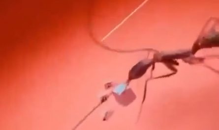 Scale of a transistor put into perspective. Any processor is made out of milions of these.