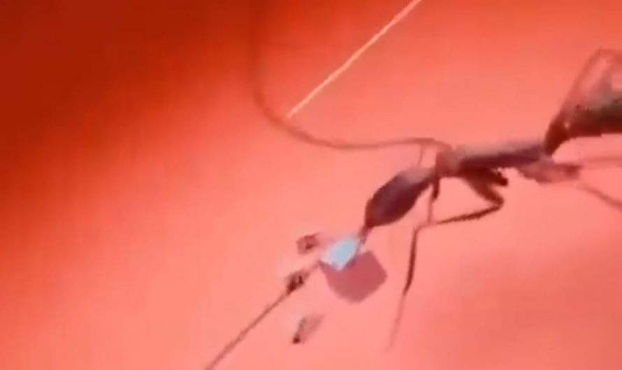 Scale of a transistor put into perspective. Any processor is made out of milions of these.