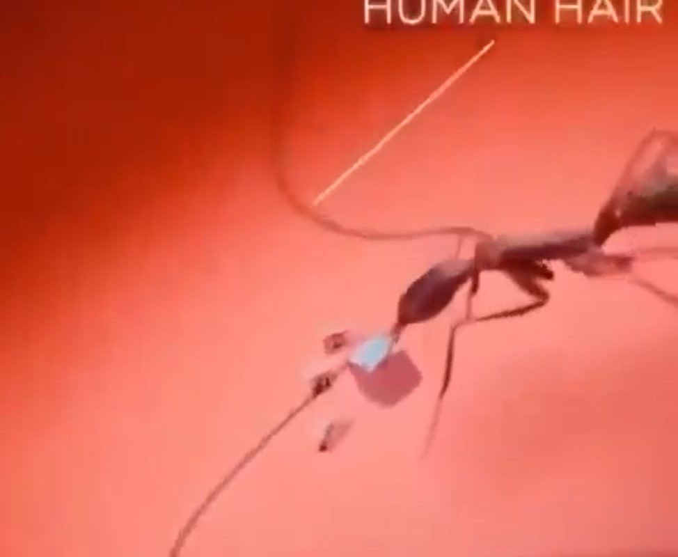 Scale of a transistor put into perspective. Any processor is made out of milions of these.