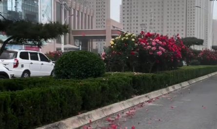 Scattering petals during strong winds
