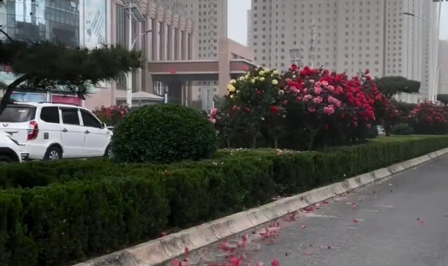 Scattering petals during strong winds
