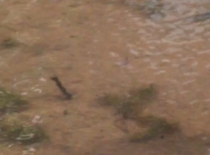 Scientists capture dragonflies performing the only known multi-revolution flight maneuver in flying animals. They dunk themselves into the water to cool down, then exit rapidly performing several flying somersaults to clear off the water. They likened it to a dog shaking the water from its coat.