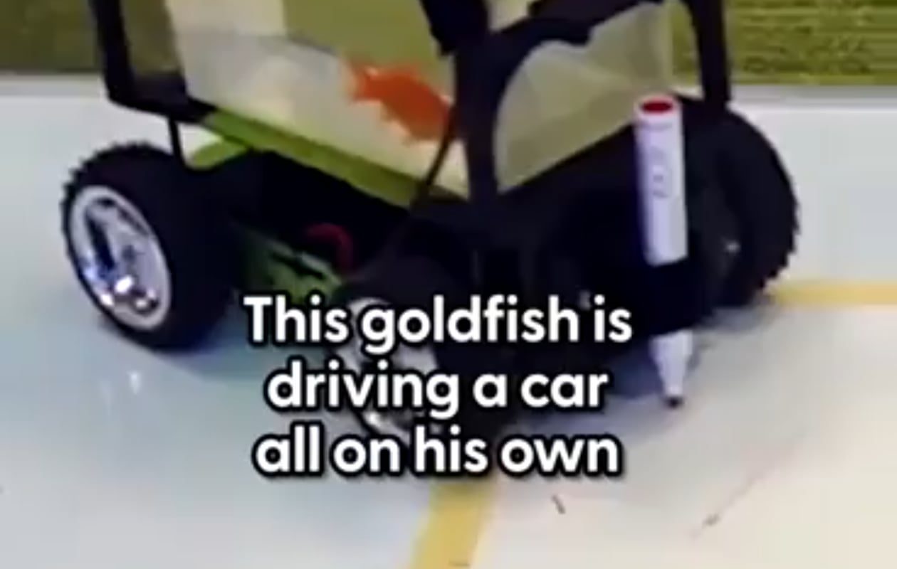 Scientists taught a goldfish how to drive a car on land. (True story)