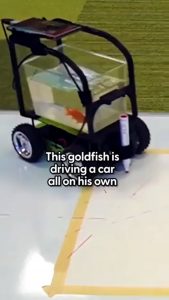 Scientists taught a goldfish how to drive a car on land. (True story)