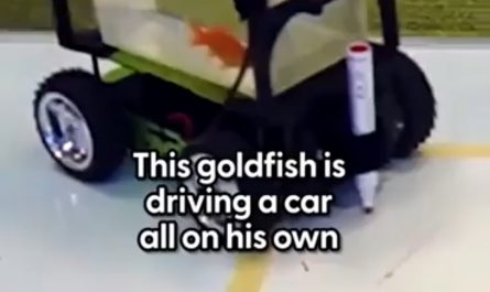 Scientists taught a goldfish how to drive a car on land. (True story)