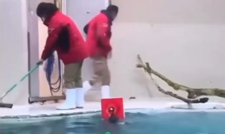 Sea otter helping clean up the pool