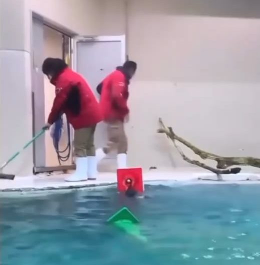 Sea otter helping clean up the pool