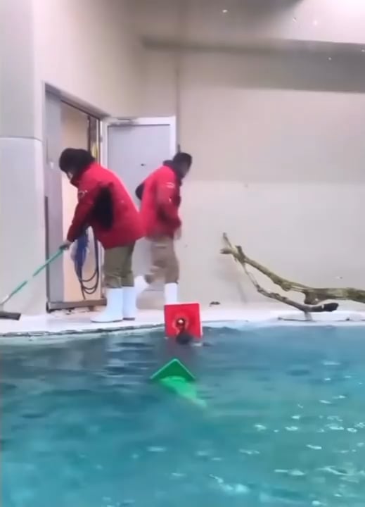 Sea otter helping clean up the pool
