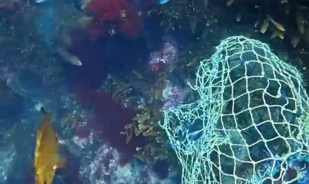 Sea urchin harvesting