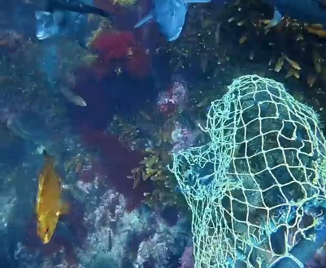 Sea urchin harvesting