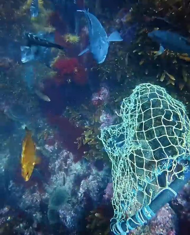 Sea urchin harvesting
