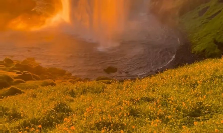 Seljalandsfoss is one of Iceland’s most iconic waterfalls situated along the south coast, is the result of the Seljalandsá River cascading dramatically over a cliff’s edge.What sets it apart from other waterfalls is the unique opportunity to stand directly behind the flowing water.