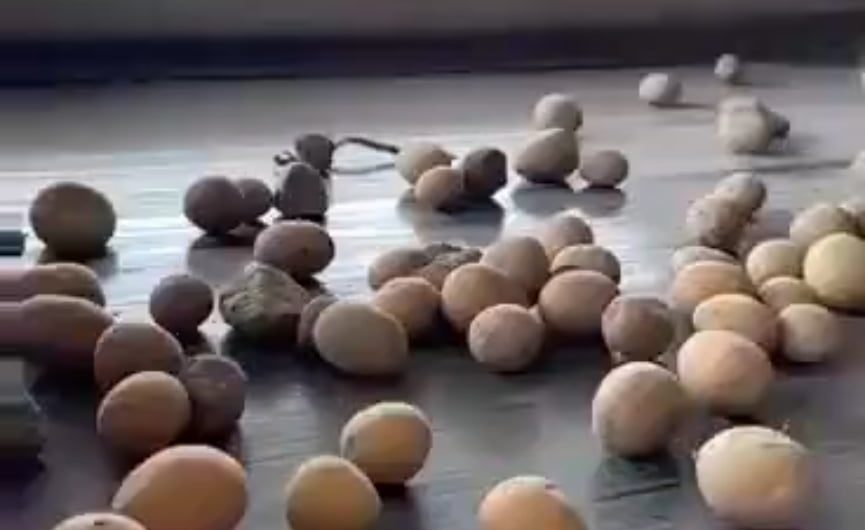 Separating harvested potatoes from stones