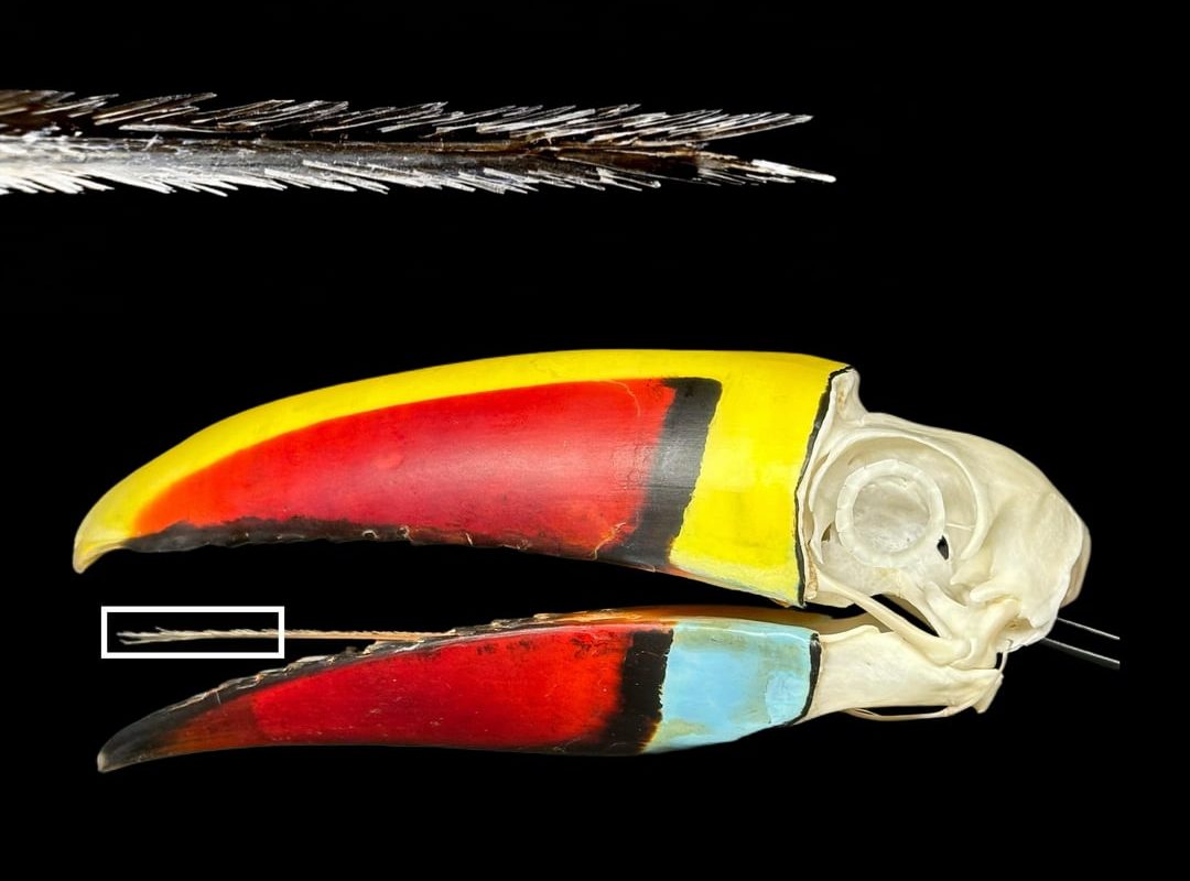 Serrated and keratinized tongue of White-throated toucan(Ramphastos tucanus)