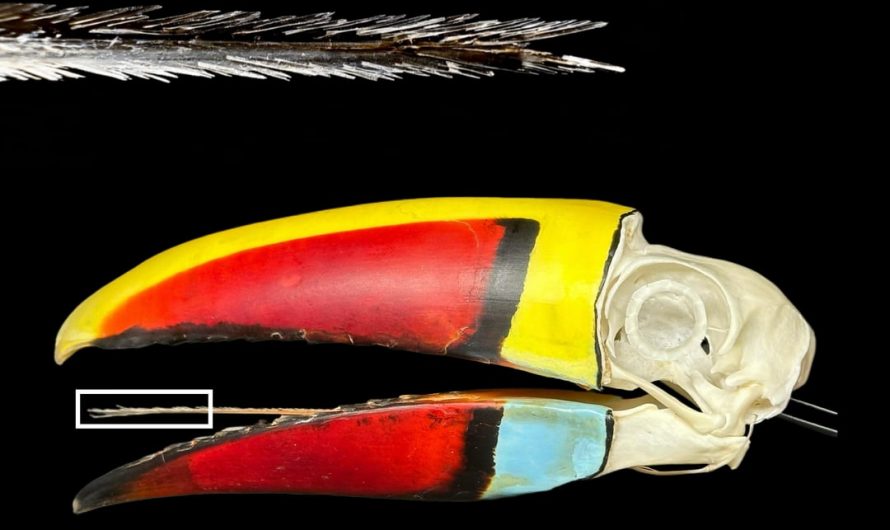 Serrated and keratinized tongue of White-throated toucan(Ramphastos tucanus)