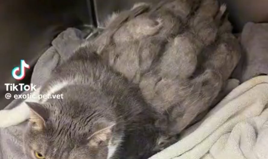Severely matted car gets all of it’s fur shaved off