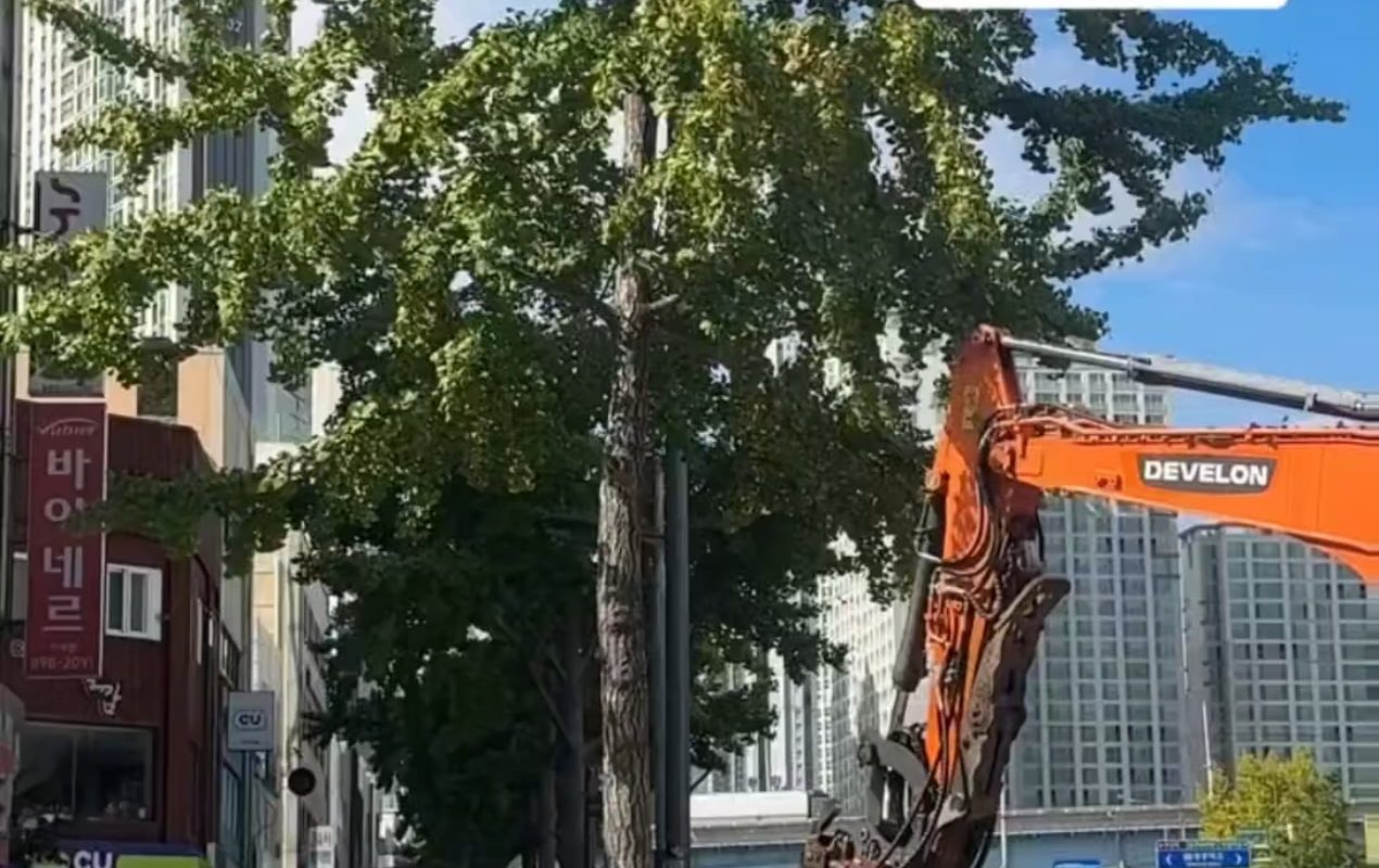 Shaking a ginkgo tree