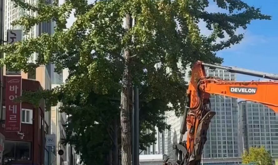 Shaking a ginkgo tree