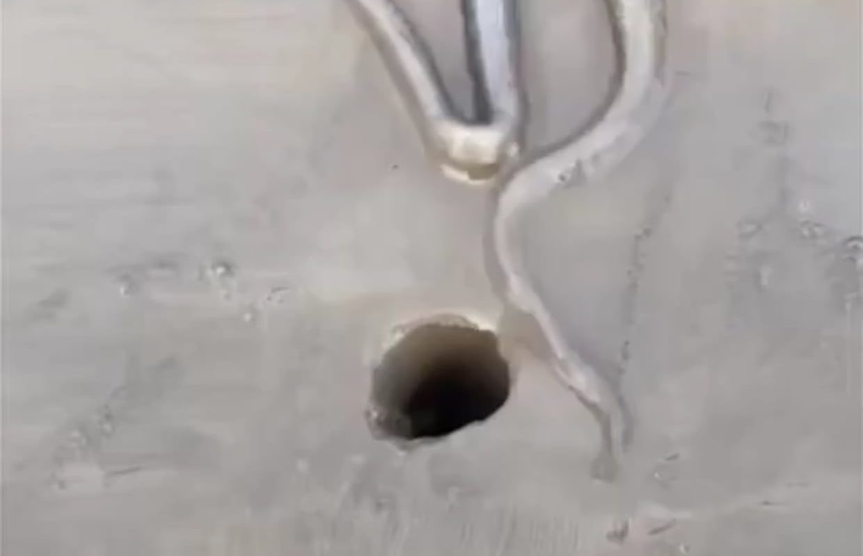 Since they have no bones, octopuses can squeeze into practically any hole