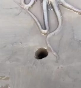 Since they have no bones, octopuses can squeeze into practically any hole