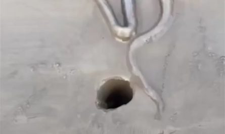 Since they have no bones, octopuses can squeeze into practically any hole