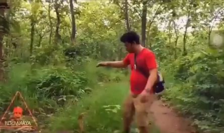 Size of this King Cobra🐍