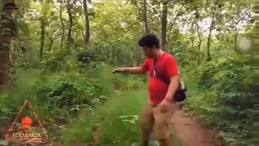 Size of this King Cobra🐍