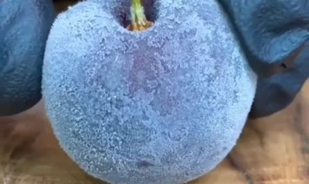 Slicing a frozen cherry