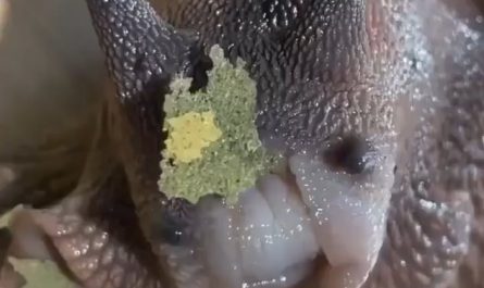 Snail eating a leafy snack